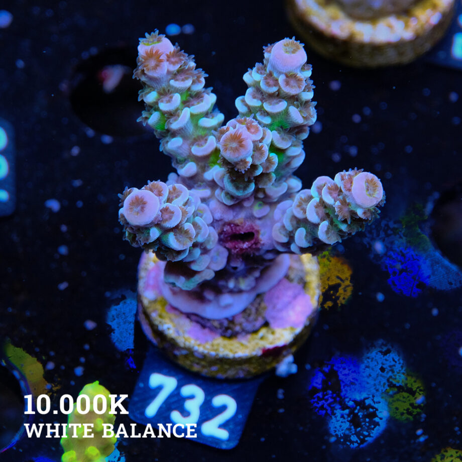 Acropora Tenuis