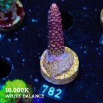 Acropora 'Fluo Bicolor II'