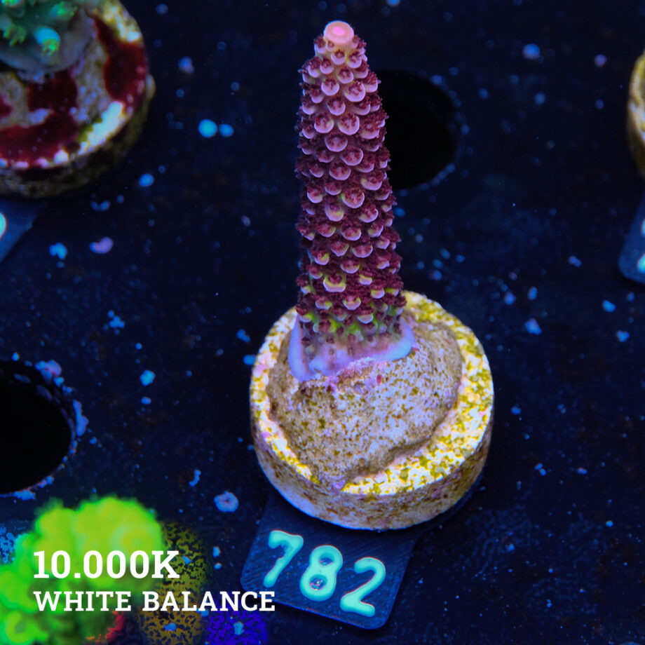 Acropora 'Fluo Bicolor II'