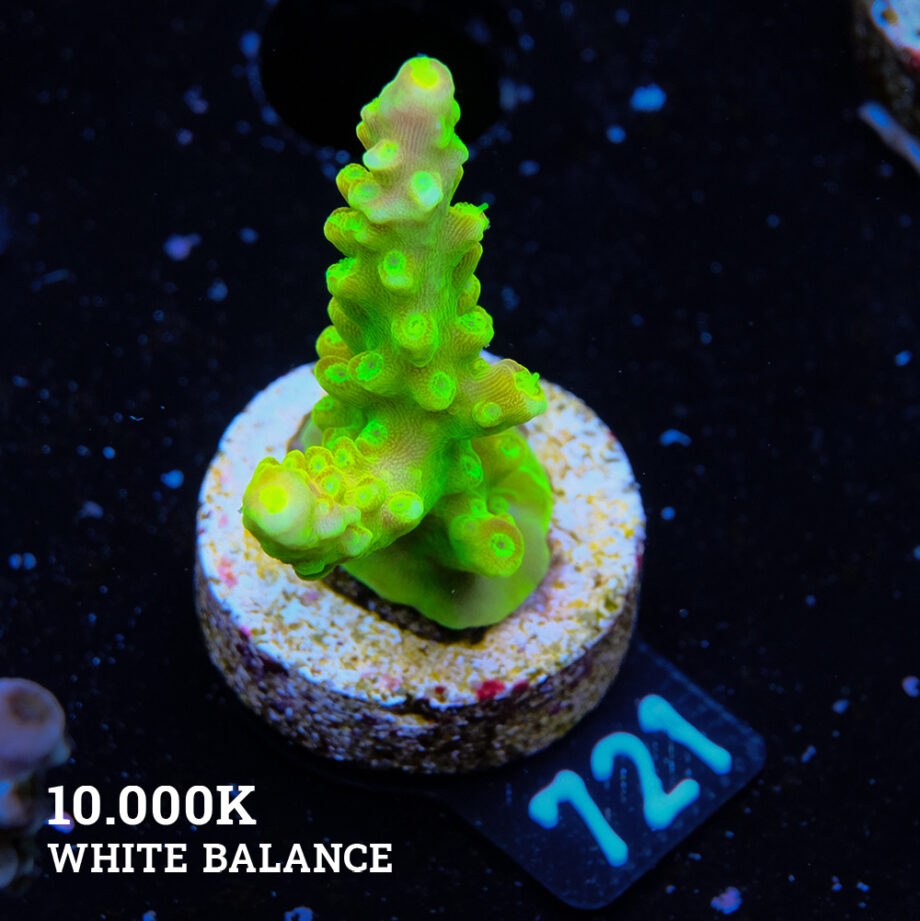 FM Sour Patch