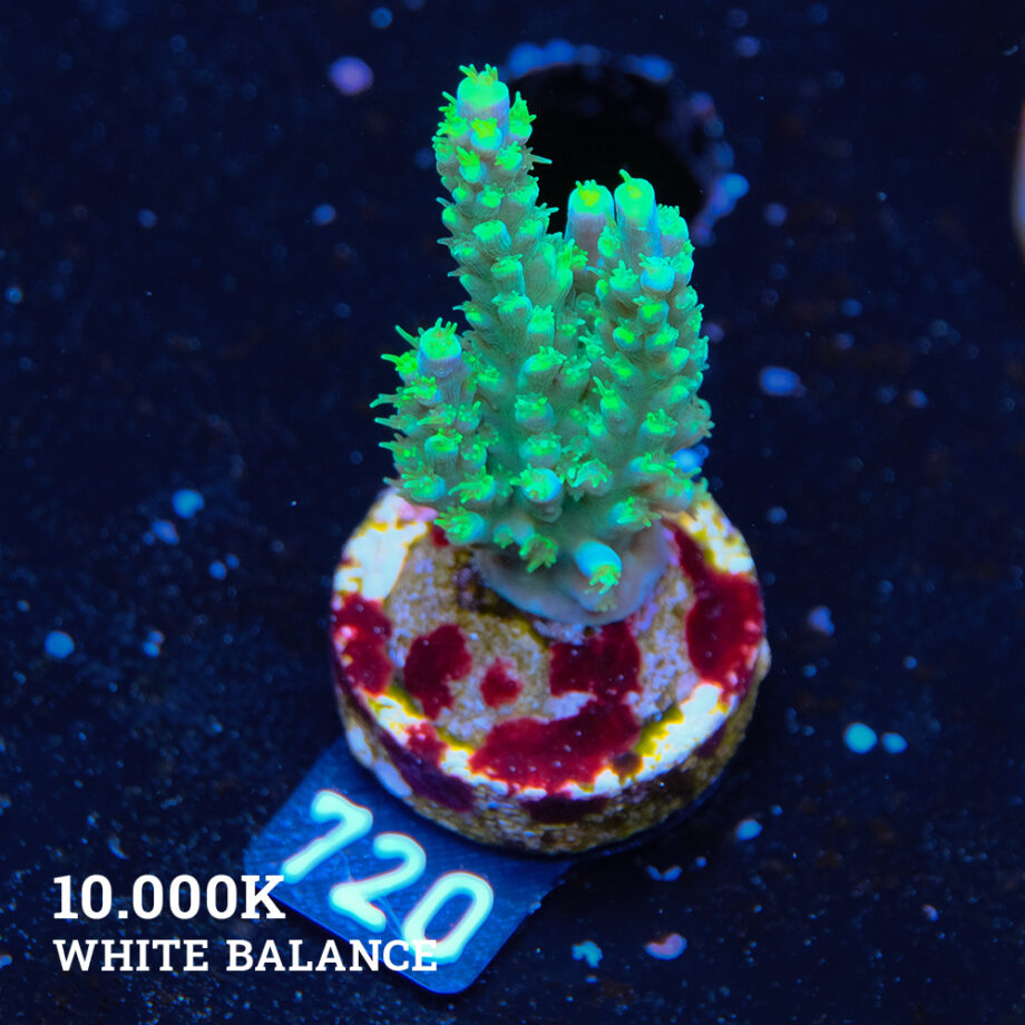 Acropora Chesterfieldensis