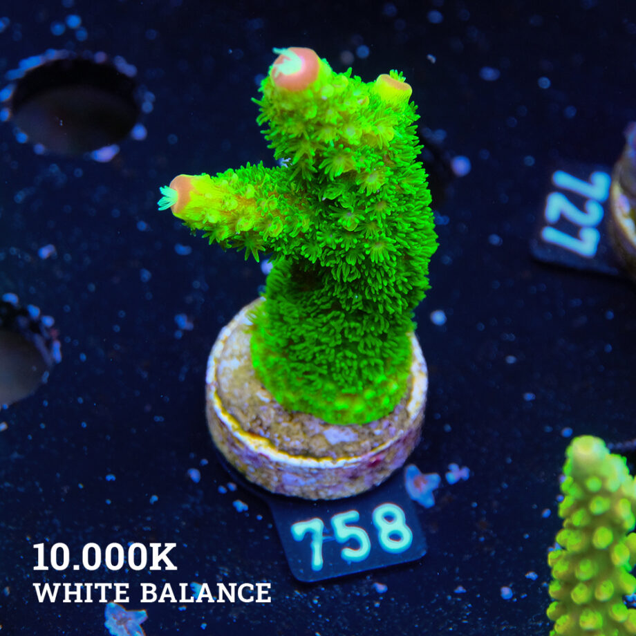 Acropora Specifera