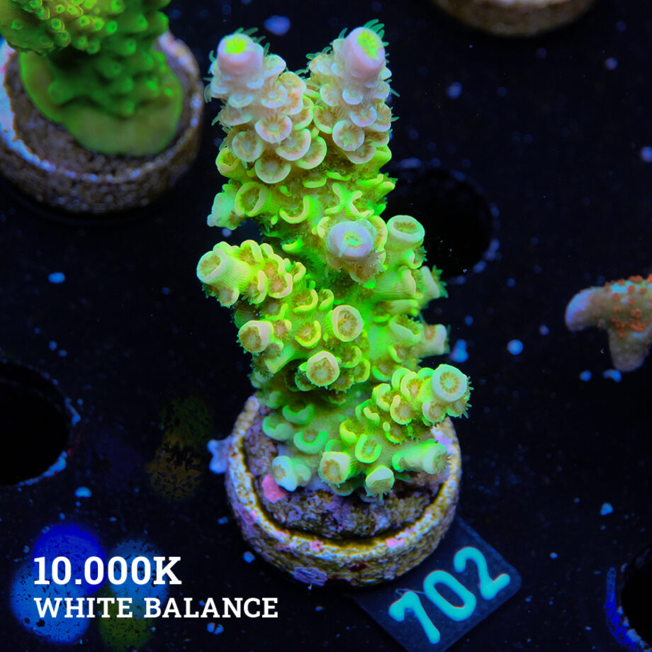 Acropora Tenuis 'Green Rainbow'