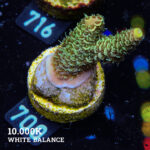 Acropora Millepora 'Green'