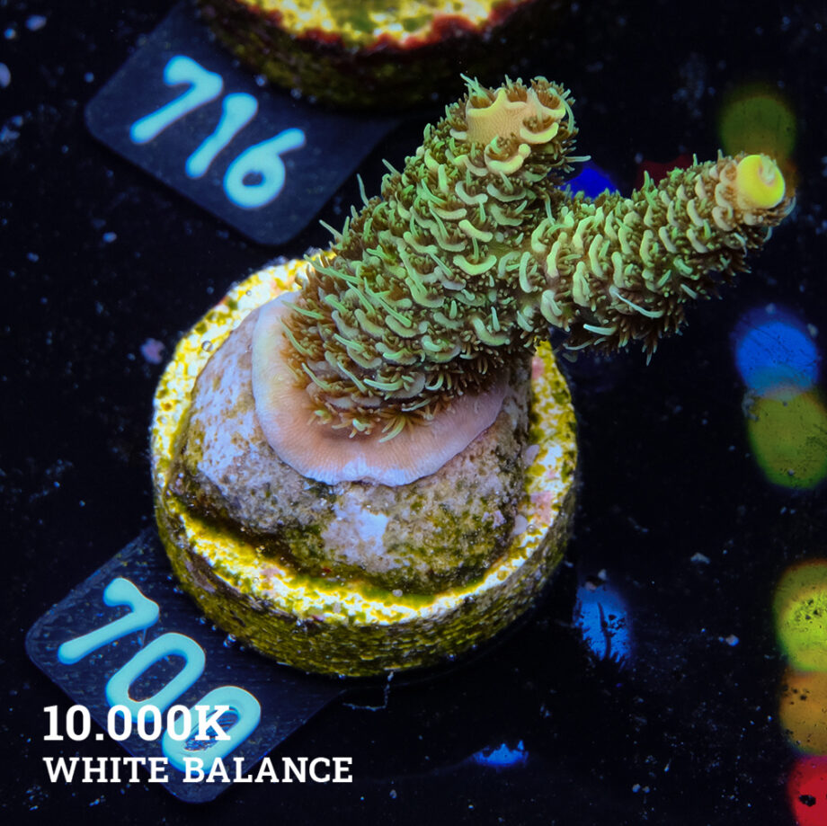 Acropora Millepora 'Green'