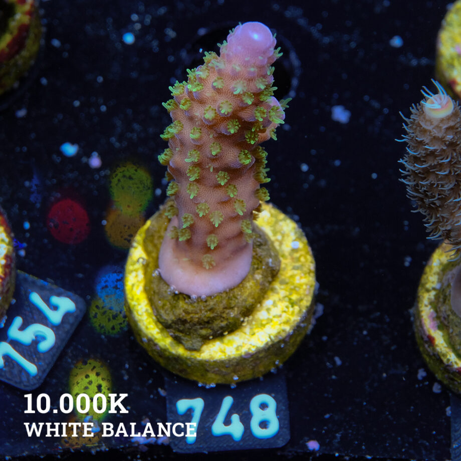 Acropora Gimmifera 'Rainbow'