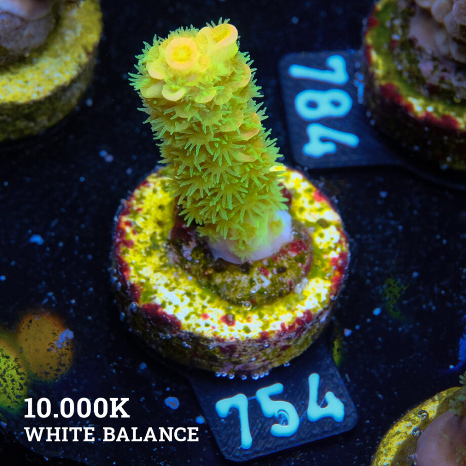 Acropora Tenuis 'Verde y naranja