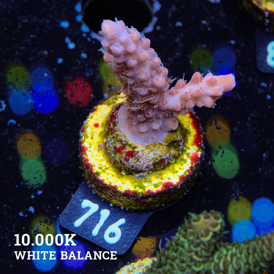 Acropora 'Confetti