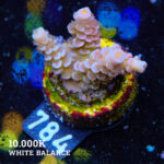 Acropora Tenuis 'Rainbow' (arc-en-ciel)