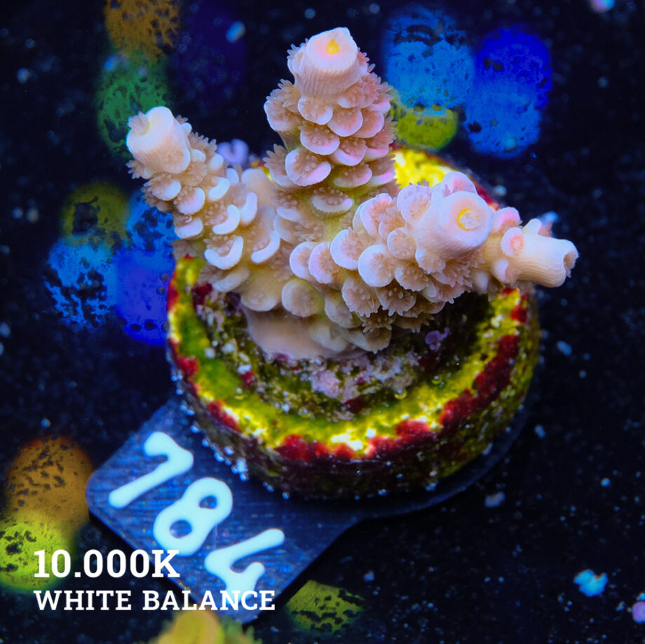 Acropora Tenuis 'Rainbow' (arc-en-ciel)