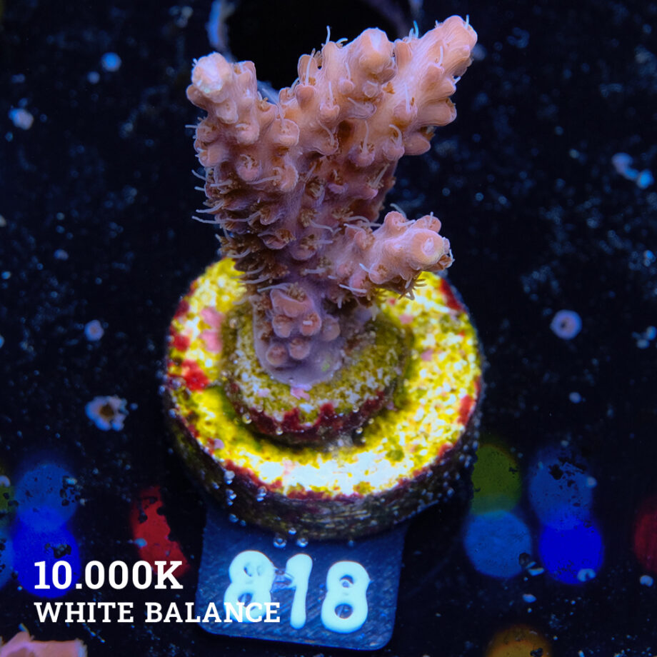 Acropora 'Confetti'