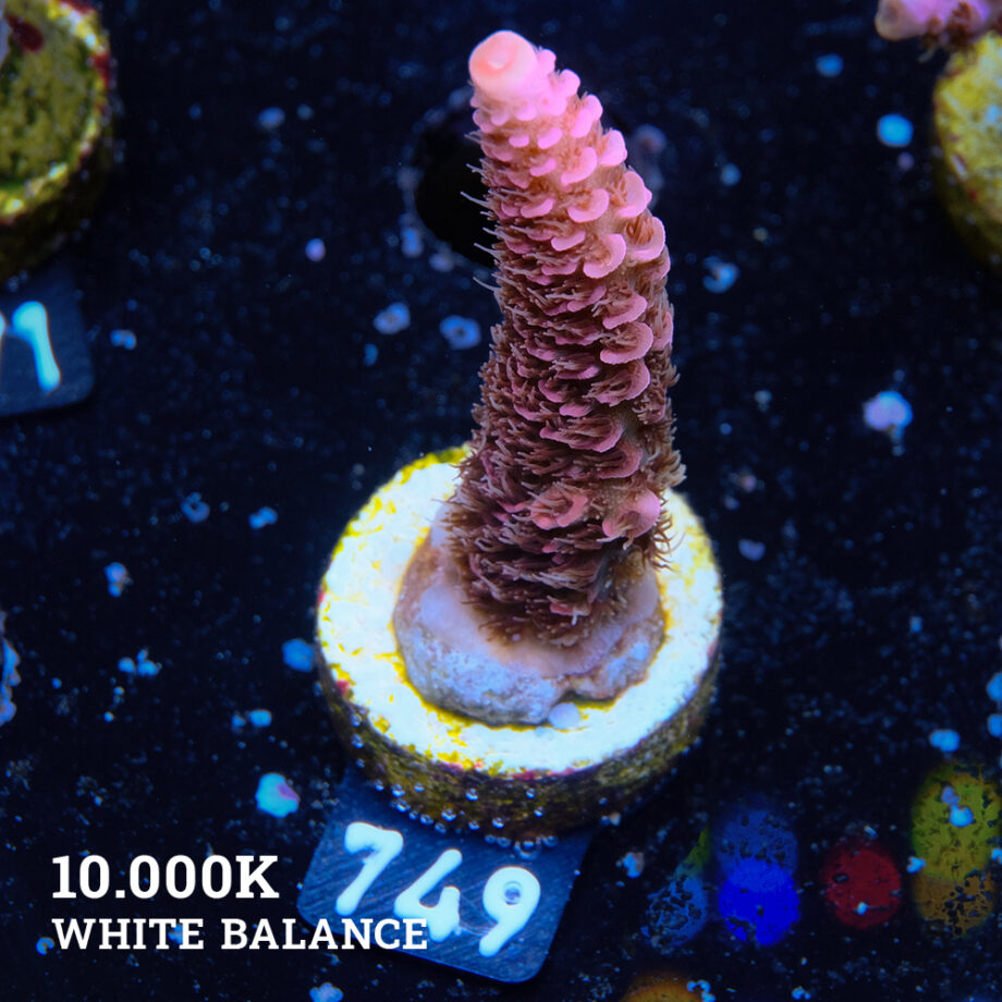 Acropora Millepora 'Pink
