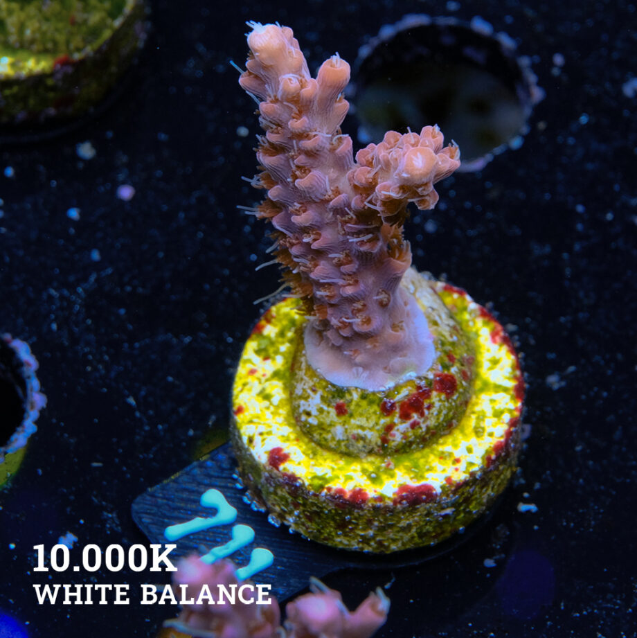 Acropora 'Confetti
