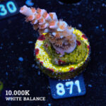 Acropora Tenuis 'Angry Birds'