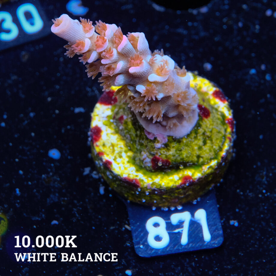 Acropora Tenuis 'Angry Birds