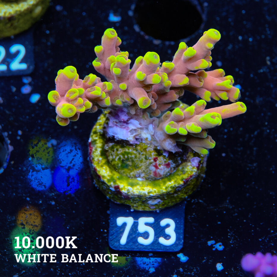 Acropora Latistella 'Bali Shorty'
