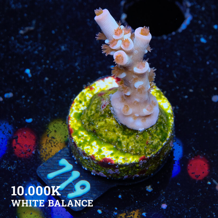 Acropora Tenuis 'Angry Birds