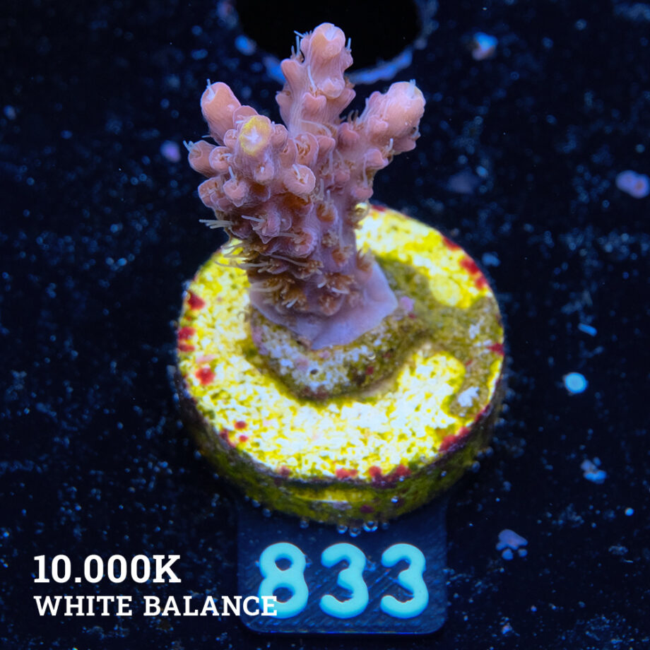 Acropora 'Confetti'