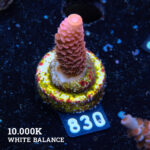 Acropora Millepora 'Pink'