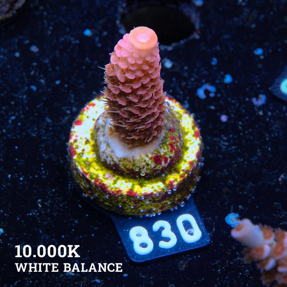 Acropora Millepora 'Pink'