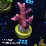 Acropora Divaricata 'Red'