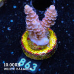 Acropora Tenuis 'Purple'