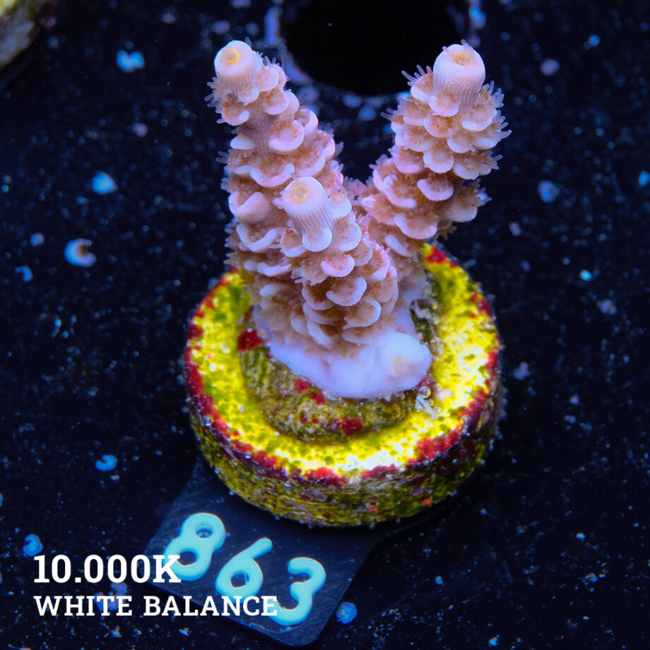 Acropora Tenuis 'Purple'