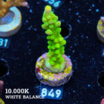 Acropora Austera 'Neon Green'
