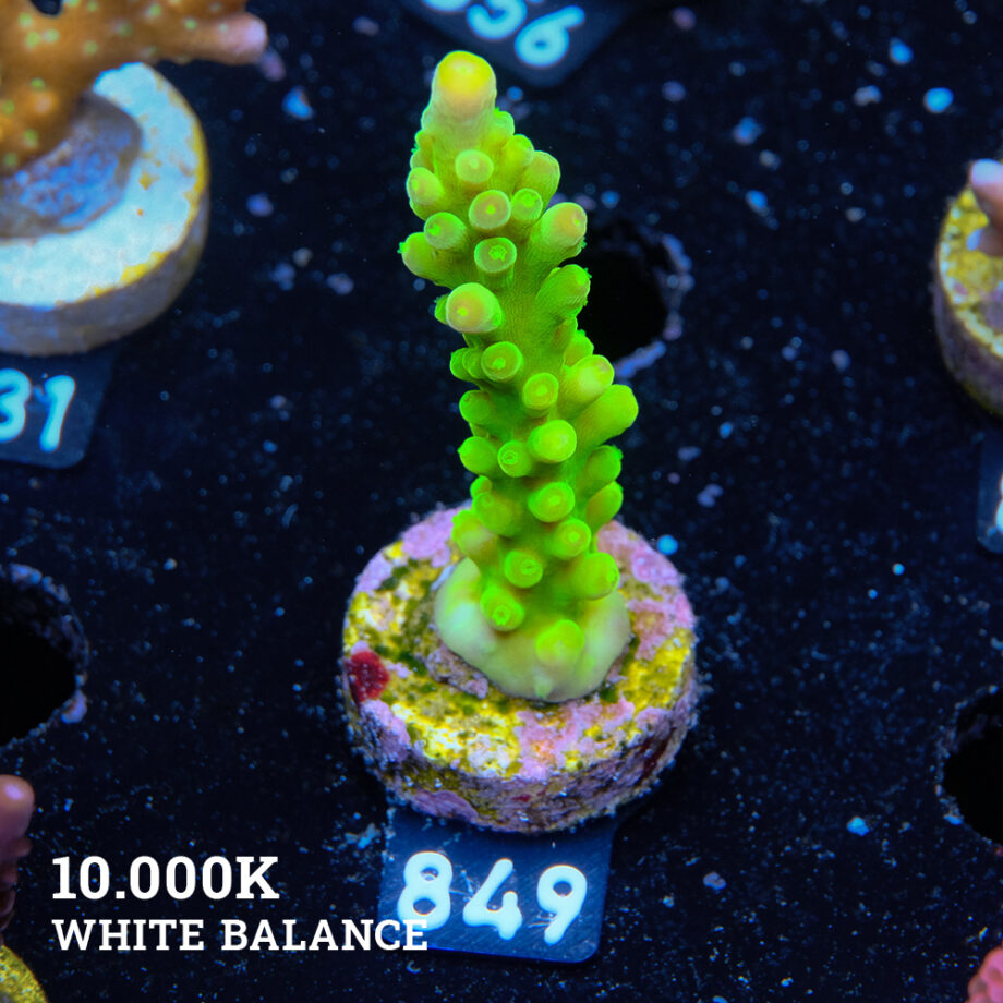 Acropora Austera 'Vert fluo