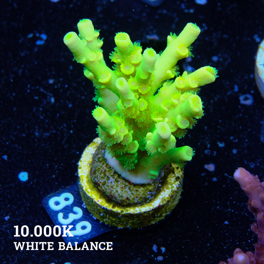 Acropora Tenuis 'Neon Green' (Verde neón)