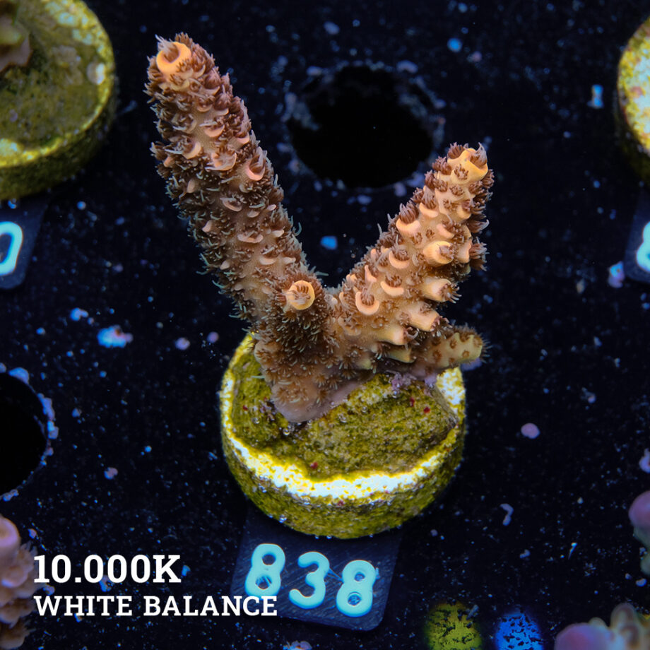 Acropora Millepora 'Orange