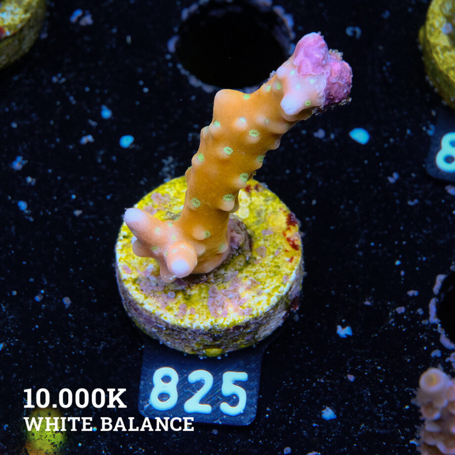 Anacropora 'Tropicana'