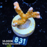 Anacropora 'Tropicana'