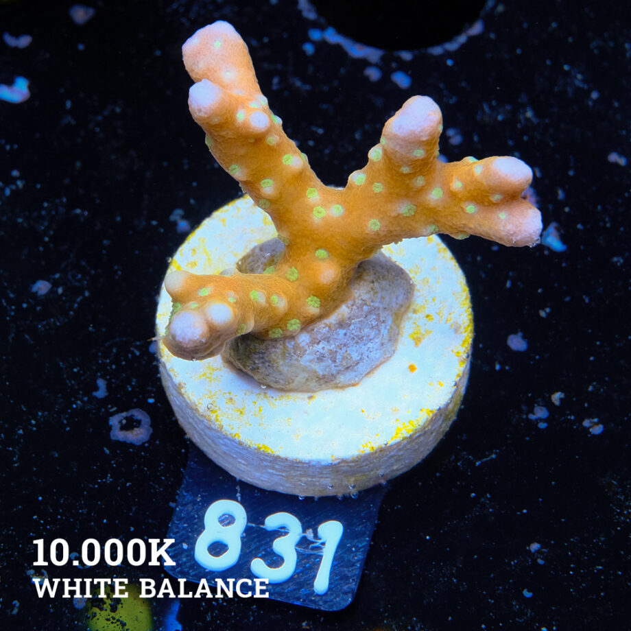 Anacropora 'Tropicana'