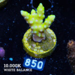 Anacropora 'Neon Green'