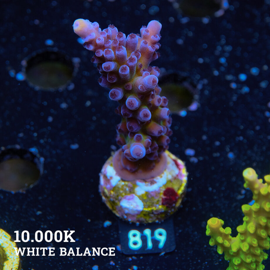 Acropora Tortuosa 'Cali Tort'