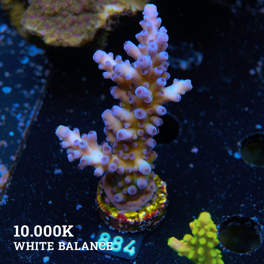 Acropora Tortuosa 'Cali Tort'