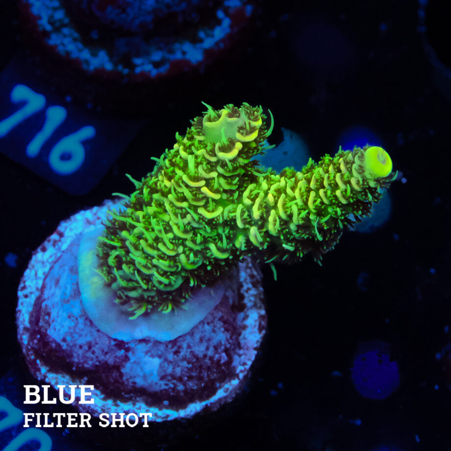 Acropora Millepora 'Green'