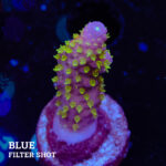 Acropora Gimmifera 'Rainbow' (arc-en-ciel)