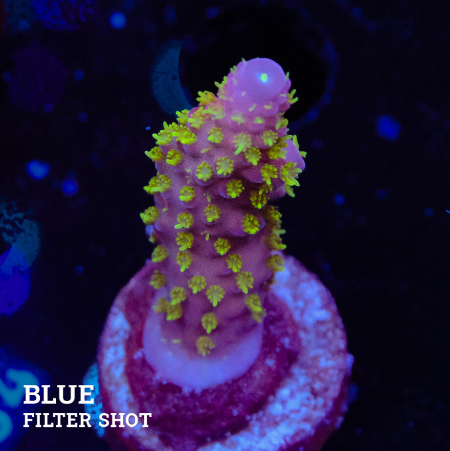 Acropora Gimmifera 'Rainbow'