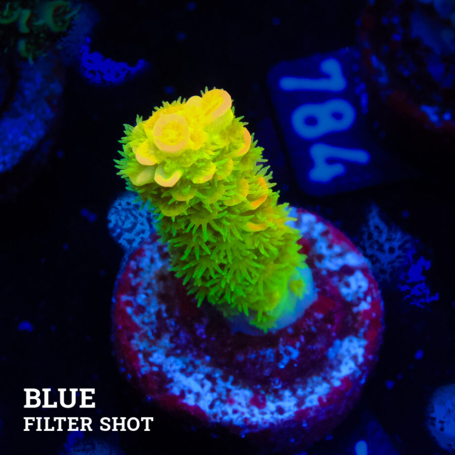 Acropora Tenuis 'Verde y naranja