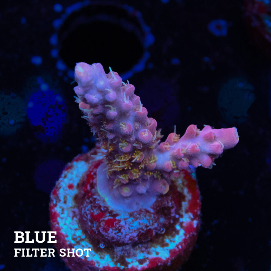 Acropora 'Confetti