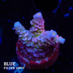 Acropora Tenuis 'Rainbow' (arc-en-ciel)