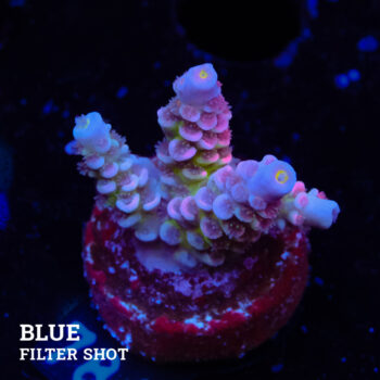 Acropora Tenuis 'Rainbow' (Arco iris)