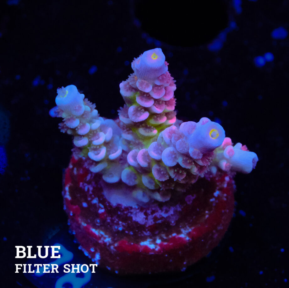 Acropora Tenuis 'Rainbow' (arc-en-ciel)