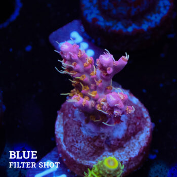 Acropora 'Confetti