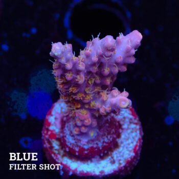 Acropora 'Confetti