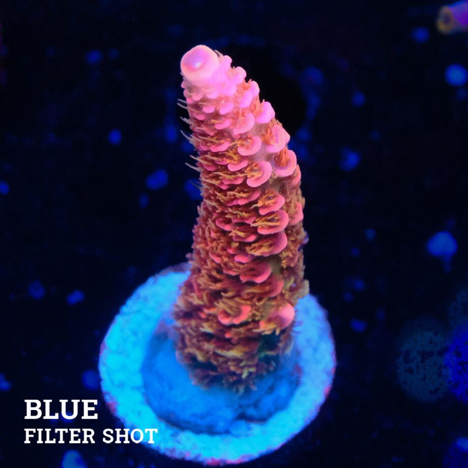 Acropora Millepora 'Pink