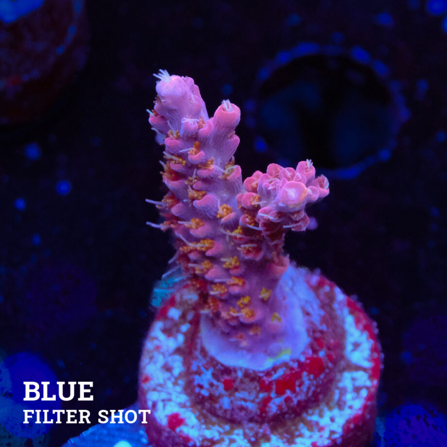 Acropora 'Confetti