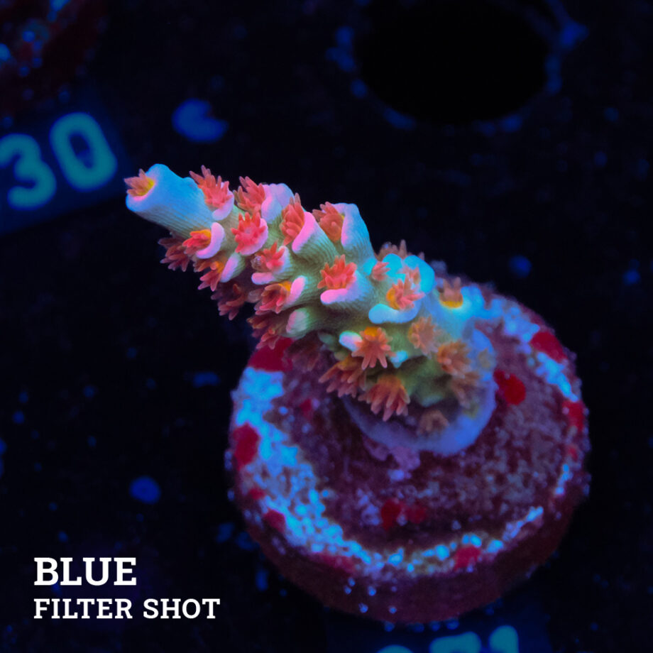 Acropora Tenuis 'Angry Birds